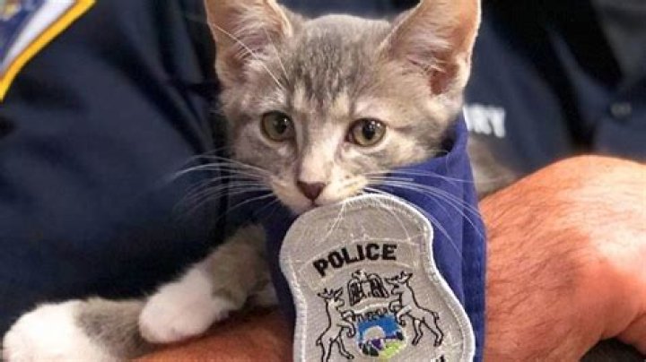 20 Adorable Animals That Are Also Police Crime Fighters