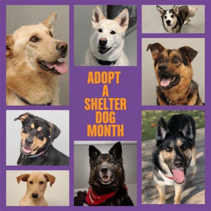 20 Facts about Shelter Dogs That'll Make You Want to Adopt Immediately