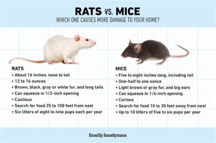 5 Sounds That Could Mean You Have Mice in Your Home — Best Life