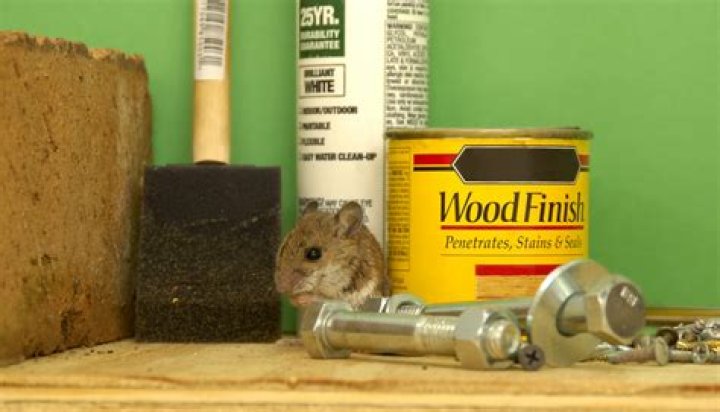 6 Things in Your Garage That Are Bringing Mice to Your Home