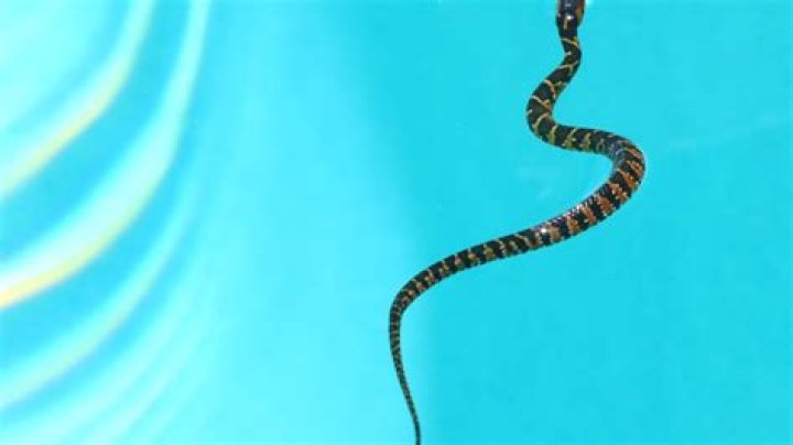 8 Ways to Keep Snakes Out of Your Pool