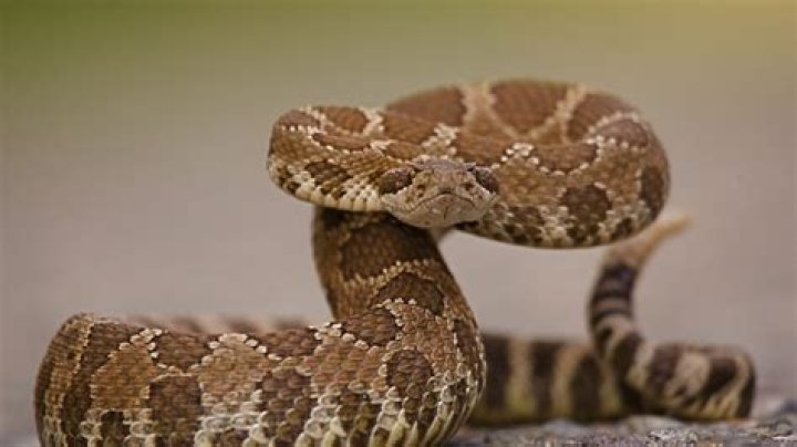 Delivery Driver Bitten by Rattlesnake Breaks Her Silence—How She Survived