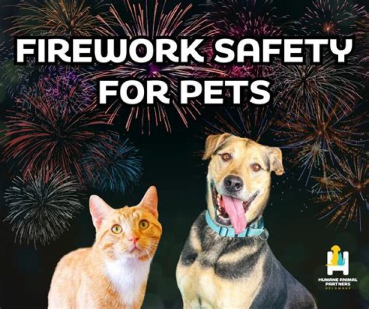 How to Keep Your Pet Calm During Fireworks, According to Experts
