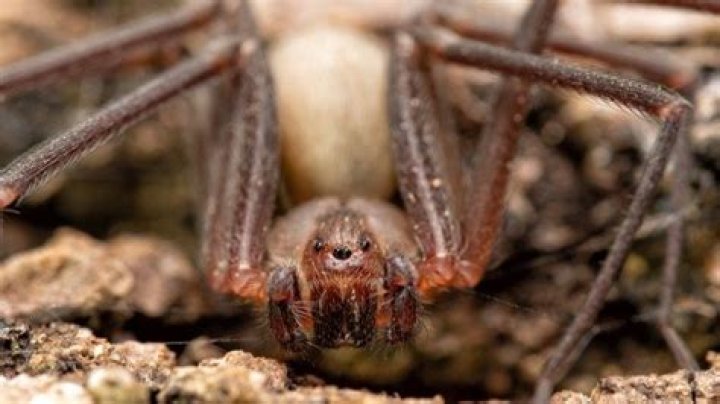 If You Live in These States, Prepare for More of This Deadly Spider, Experts Say