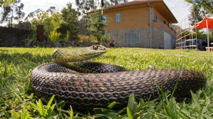 Officials Issue "Stark Reminder" That Snakes Are Becoming More Active: "Be Vigilant"