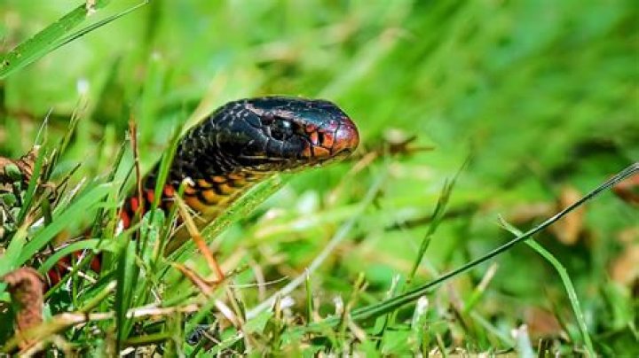 Snakes Love to Hide Here—"Never Reach Into" This Spot, Expert Says