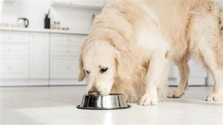 The FDA Just Recalled 21 Popular Dog Foods for This Terrifying Reason