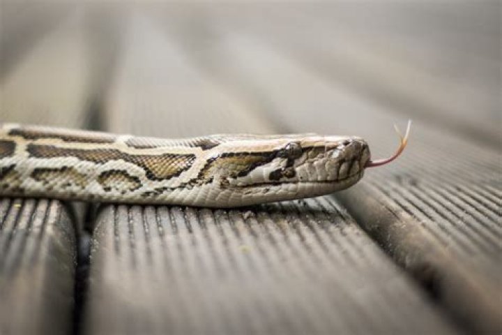 The No. 1 Place Snakes Love to Hide Before They Strike