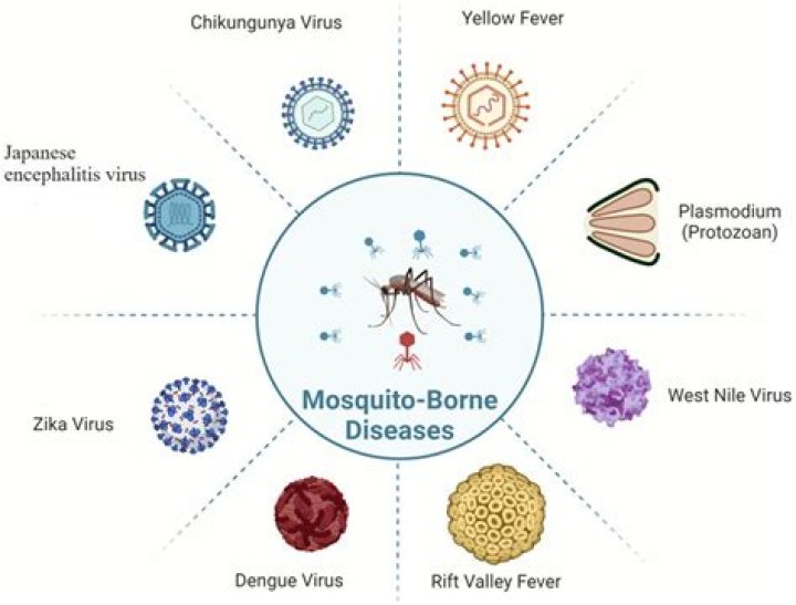 Virus-Carrying Mosquitoes Are Spreading in the U.S.—Experts Say Take These Precautions